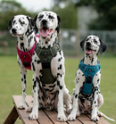 High Quality No Pull Dog Harness - PAWSHTAILS