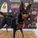 High Quality No Pull Dog Harness - PAWSHTAILS